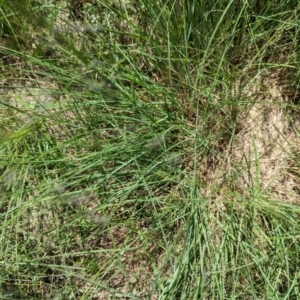 Eragrostis curvula at Florey, ACT - 18 Jan 2024