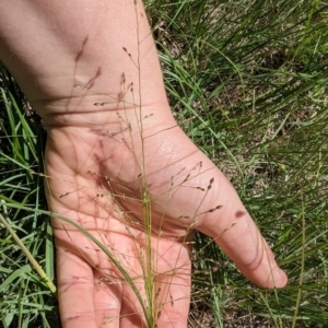 Panicum effusum at Florey, ACT - 18 Jan 2024