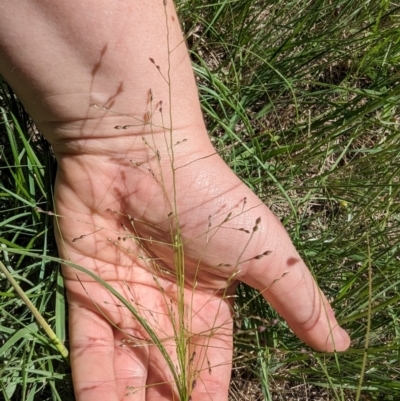 Panicum effusum (Hairy Panic Grass) at Florey, ACT - 18 Jan 2024 by rbannister