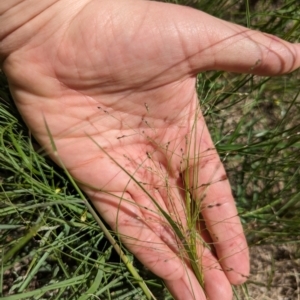 Panicum effusum at Florey, ACT - 18 Jan 2024