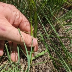 Panicum effusum at Florey, ACT - 18 Jan 2024