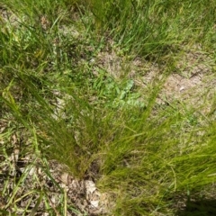 Nassella trichotoma (Serrated Tussock) at Florey, ACT - 18 Jan 2024 by rbannister