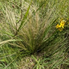 Nassella trichotoma at Florey, ACT - 18 Jan 2024