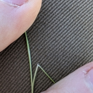 Nassella trichotoma at Florey, ACT - 18 Jan 2024