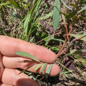 Eucalyptus sp. at Florey, ACT - 18 Jan 2024