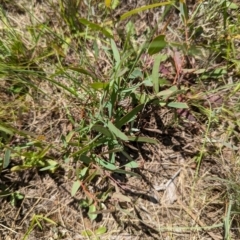 Eucalyptus sp. at Florey, ACT - 18 Jan 2024