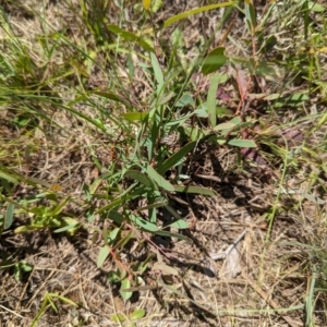 Eucalyptus sp. at Florey, ACT - 18 Jan 2024