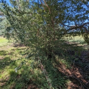 Crataegus laevigata at Florey, ACT - 18 Jan 2024