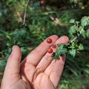 Crataegus laevigata at Florey, ACT - 18 Jan 2024