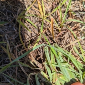 Themeda triandra at Florey, ACT - 18 Jan 2024