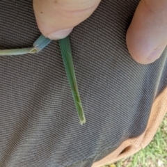 Themeda triandra at Florey, ACT - 18 Jan 2024 03:04 PM