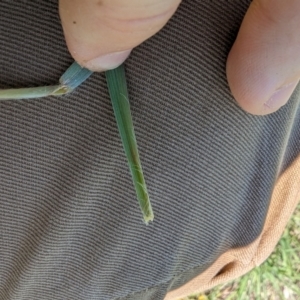 Themeda triandra at Florey, ACT - 18 Jan 2024