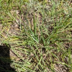 Themeda triandra at Florey, ACT - 18 Jan 2024