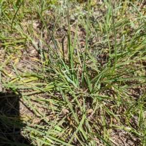 Themeda triandra at Florey, ACT - 18 Jan 2024 03:04 PM