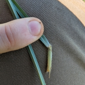 Themeda triandra at Florey, ACT - 18 Jan 2024 03:04 PM