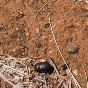 Dynastinae (subfamily) at Florey, ACT - 18 Jan 2024 03:06 PM