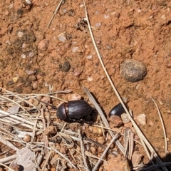 Dynastinae (subfamily) at Florey, ACT - 18 Jan 2024 03:06 PM