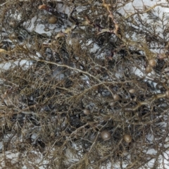 Unidentified Marine Alga & Seaweed at Huskisson, NSW - 18 Jan 2024 by AniseStar