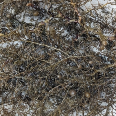 Unverified Marine Alga & Seaweed at Jervis Bay Marine Park - 18 Jan 2024 by AniseStar