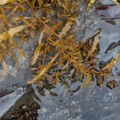 Unidentified Marine Alga & Seaweed at Jervis Bay Marine Park - 18 Jan 2024 by AniseStar