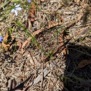 Wahlenbergia capillaris at Florey, ACT - 18 Jan 2024