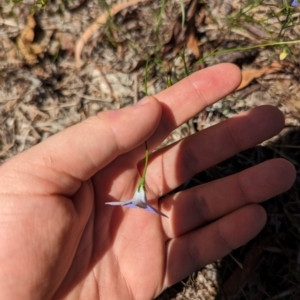 Wahlenbergia capillaris at Florey, ACT - 18 Jan 2024