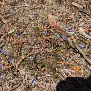 Wahlenbergia capillaris at Florey, ACT - 18 Jan 2024 03:08 PM