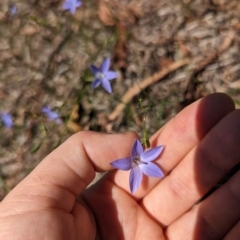 Wahlenbergia capillaris at Florey, ACT - 18 Jan 2024 03:08 PM