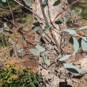 Eucalyptus melliodora at Florey, ACT - 18 Jan 2024