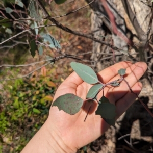 Eucalyptus melliodora at Florey, ACT - 18 Jan 2024