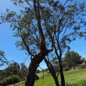 Eucalyptus melliodora at Florey, ACT - 18 Jan 2024