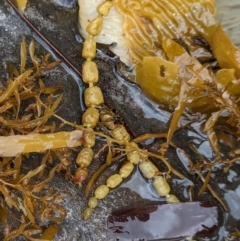 Hormosira banksii (Neptune's Necklace) at Jervis Bay Marine Park - 18 Jan 2024 by AniseStar