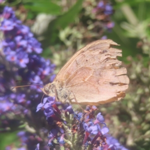 Heteronympha merope at QPRC LGA - 18 Jan 2024 05:09 PM