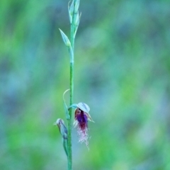 Calochilus therophilus (Late Beard Orchid) at Penrose - 18 Jan 2024 by Aussiegall