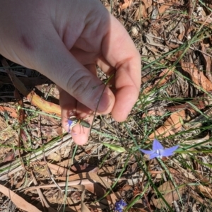 Wahlenbergia luteola at Florey, ACT - 18 Jan 2024 03:10 PM