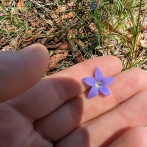 Wahlenbergia luteola at Florey, ACT - 18 Jan 2024 03:10 PM