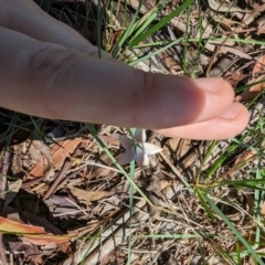 Wahlenbergia luteola at Florey, ACT - 18 Jan 2024 03:10 PM