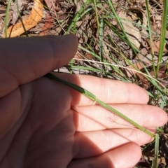 Rytidosperma sp. (Wallaby Grass) at Florey, ACT - 18 Jan 2024 by rbannister