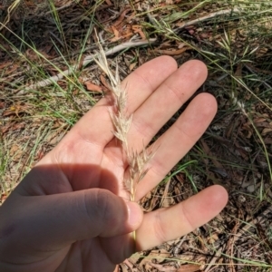 Rytidosperma sp. at Florey, ACT - 18 Jan 2024