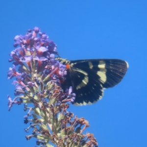 Phalaenoides glycinae at QPRC LGA - 18 Jan 2024