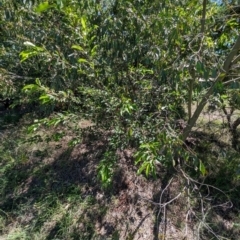 Prunus laurocerasus at Florey, ACT - 18 Jan 2024