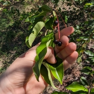 Prunus laurocerasus at Florey, ACT - 18 Jan 2024 03:20 PM