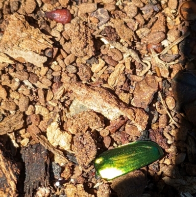 Lamprima aurata (Golden stag beetle) at Florey, ACT - 18 Jan 2024 by rbannister