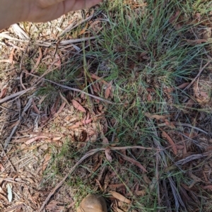 Austrostipa bigeniculata at Florey, ACT - 18 Jan 2024