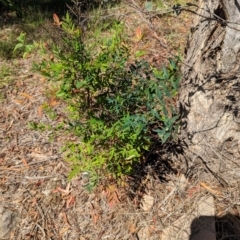 Nandina domestica (Sacred Bamboo) at Florey, ACT - 18 Jan 2024 by rbannister