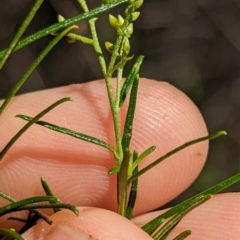 Cassinia quinquefaria (Rosemary Cassinia) at Florey, ACT - 18 Jan 2024 by rbannister