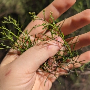 Cassinia quinquefaria at Florey, ACT - 18 Jan 2024 03:16 PM