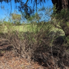 Cassinia quinquefaria at Florey, ACT - 18 Jan 2024 03:16 PM