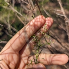 Cassinia quinquefaria at Florey, ACT - 18 Jan 2024 03:16 PM