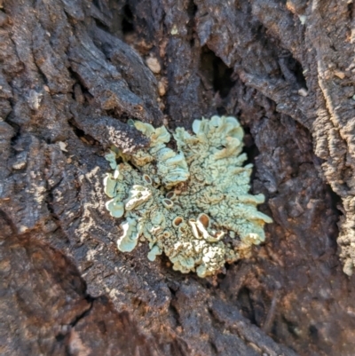 Unidentified Lichen at Florey, ACT - 18 Jan 2024 by rbannister